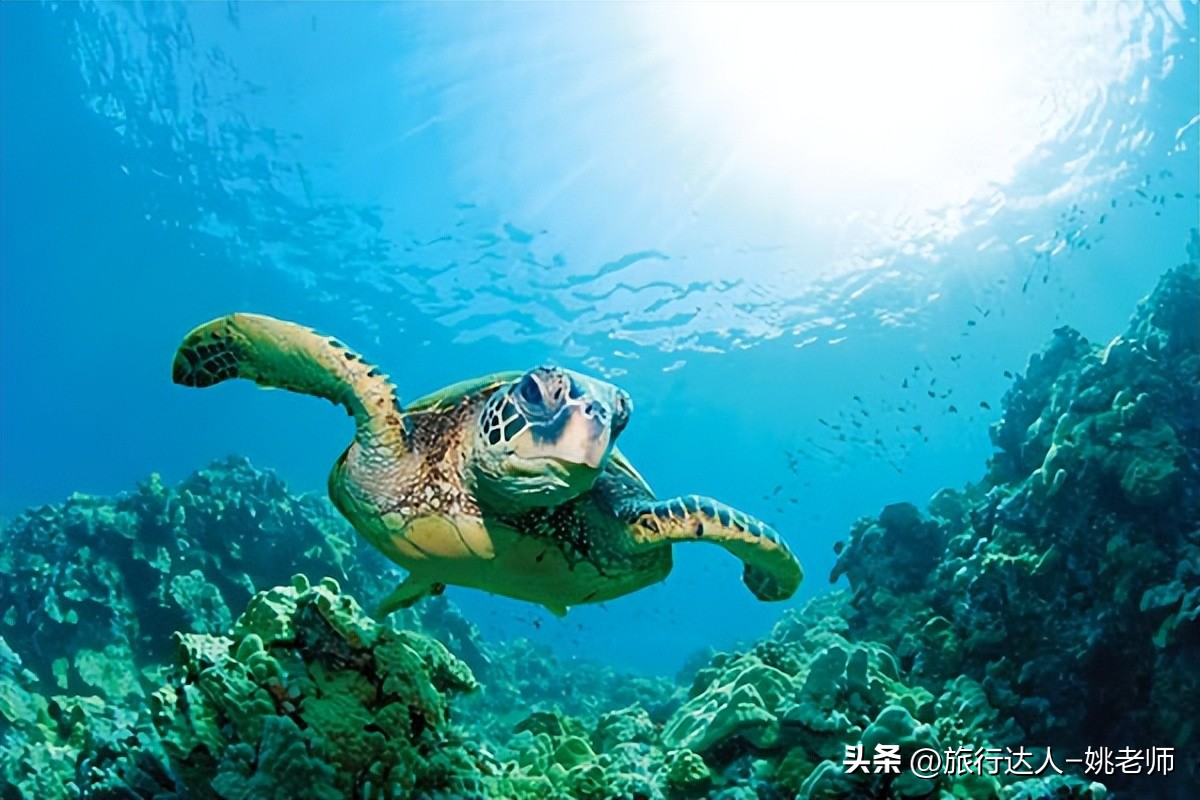 国内有直飞马尔代夫的航班吗 (北京上海直飞马尔代夫复航)