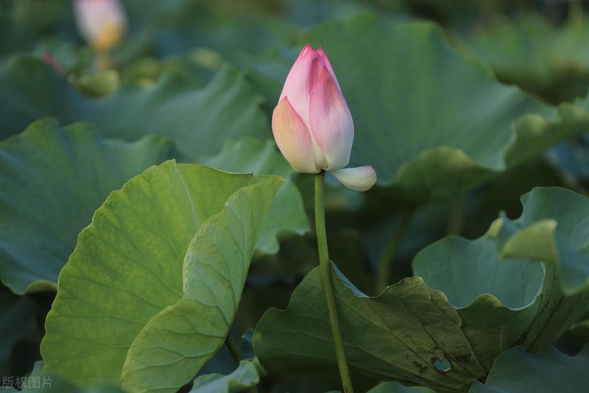 鹤山古劳水乡自由行,鹤山自由行攻略