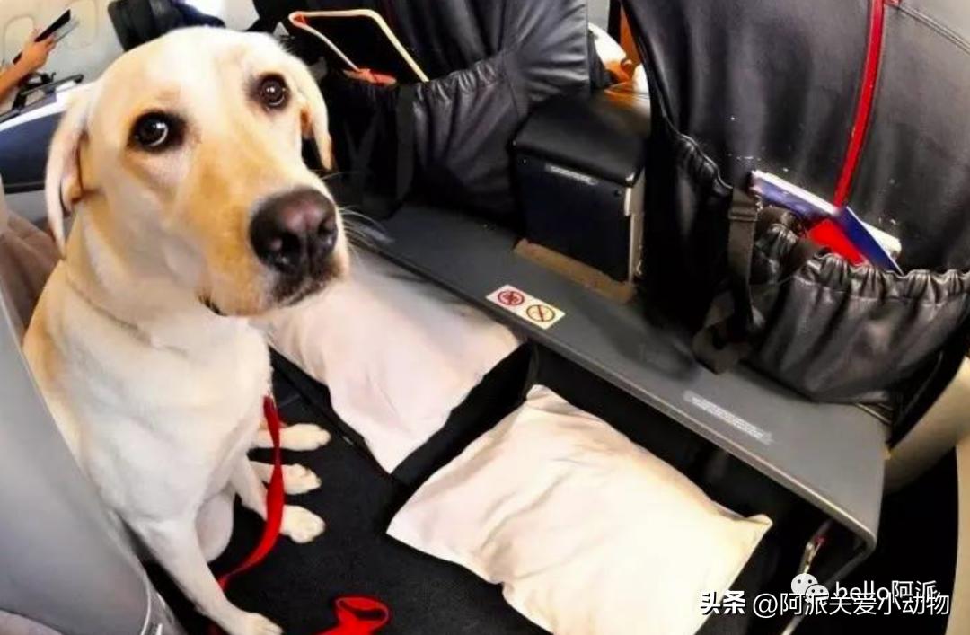 毛孩子能坐飞机吗,宠物能坐飞机吗需要哪些手续呢