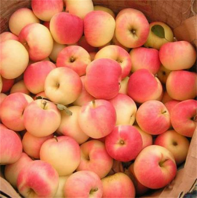 苹果跟嘎啦果有什么区别,嘎啦苹果和普通苹果区别