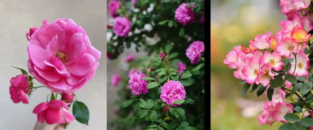 蔷薇月季玫瑰的区别,月季蔷薇玫瑰的区别