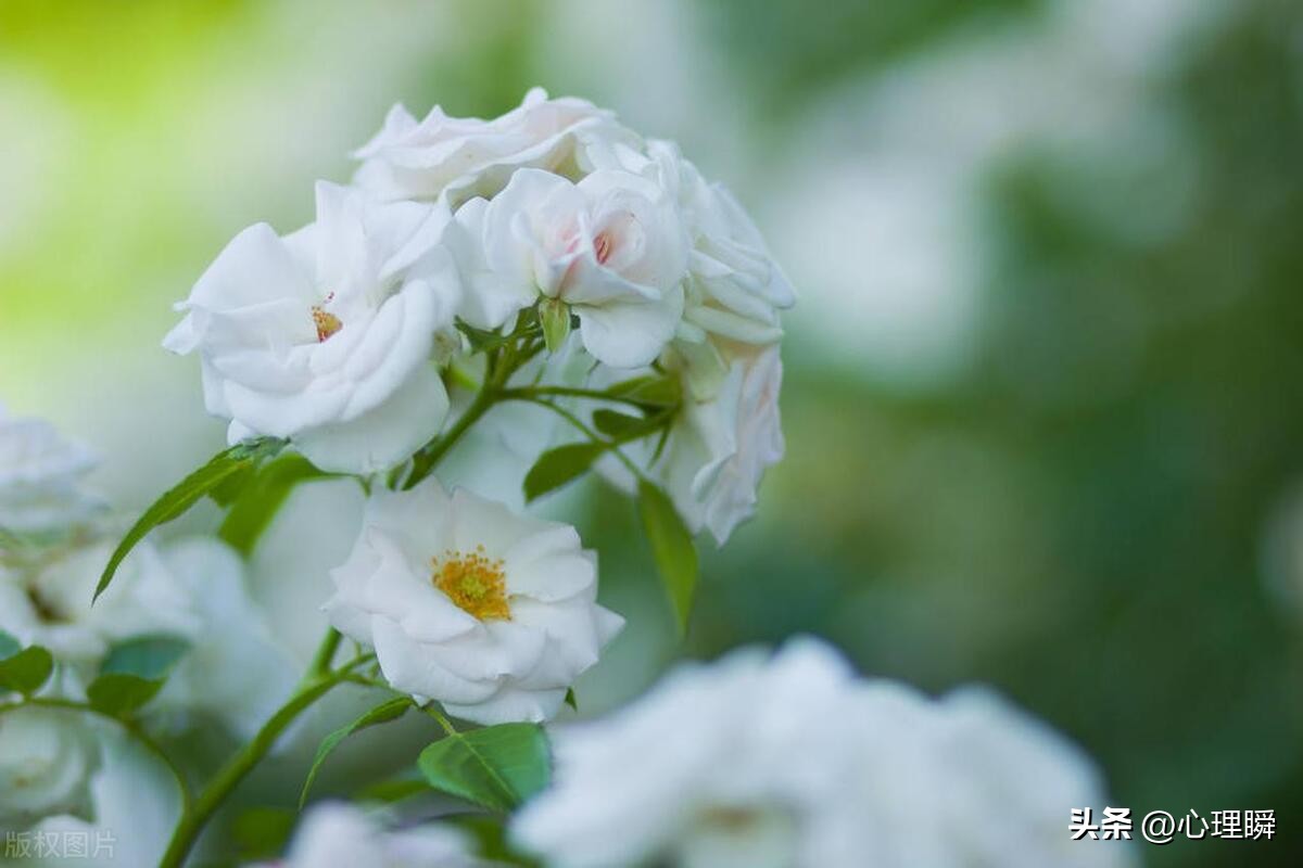 我还不想谈恋爱怎么回复,相亲女生说不想谈恋爱怎么回复