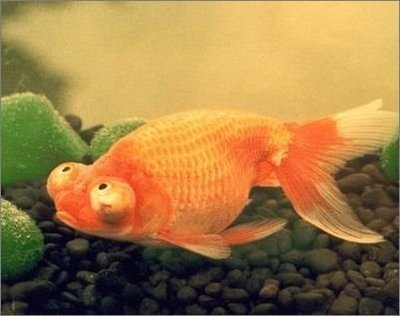 崔老道传奇完整版,崔老道传奇有几部