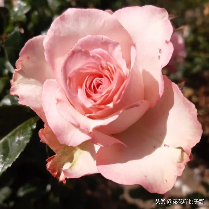 2019月季新品种金奖,超新品月季有哪些品种