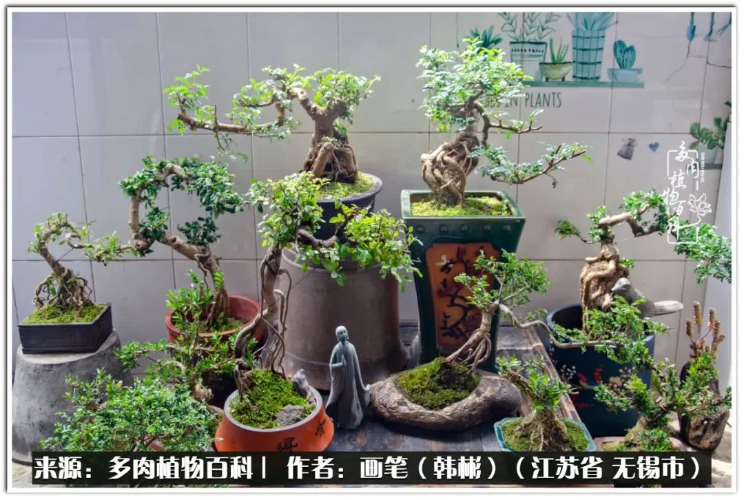 盆景多肉常遇到的问题,多肉盆景无穷小