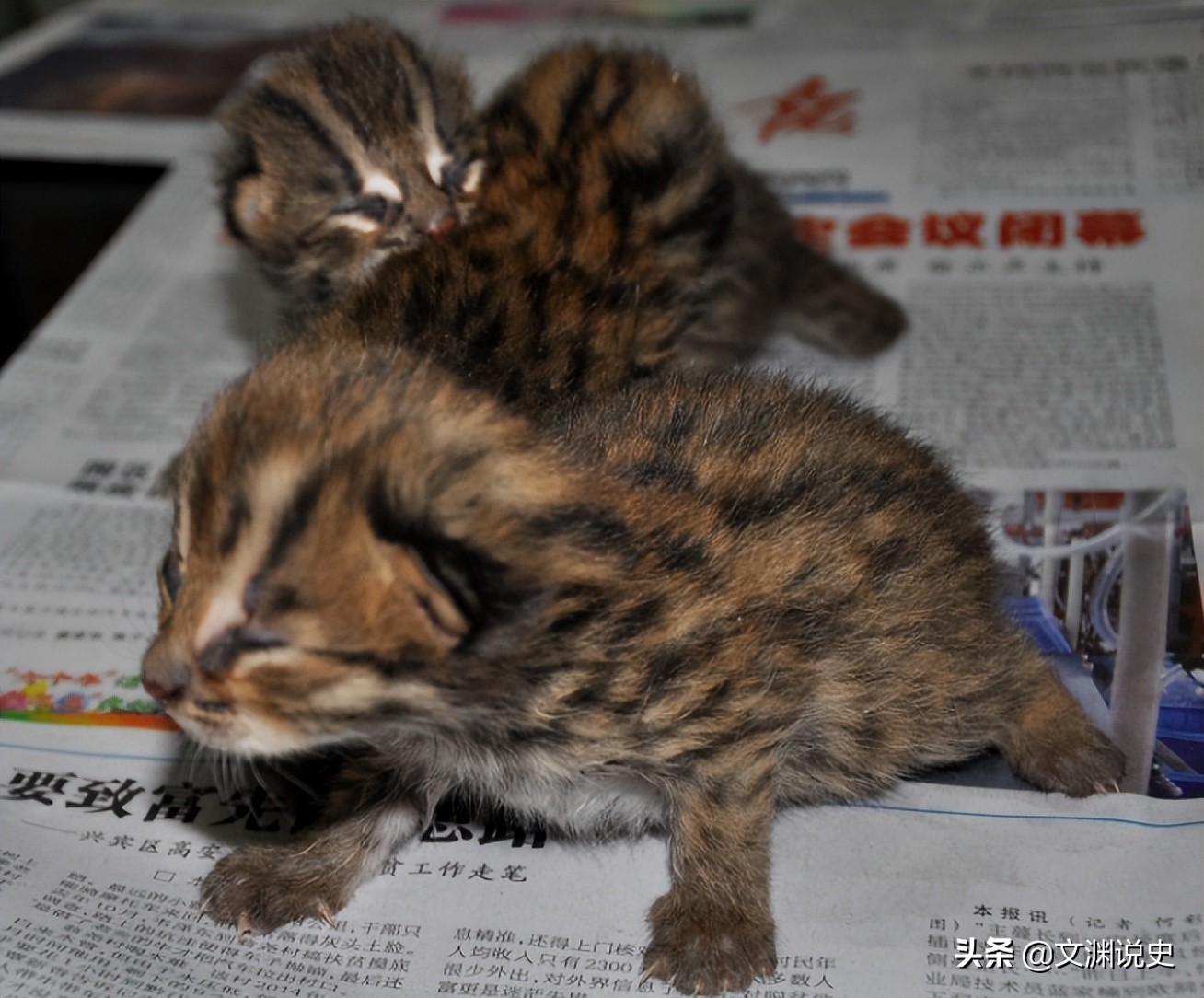 广东老太在山上抱回一只野猫,广东老太捡到一只猫仔