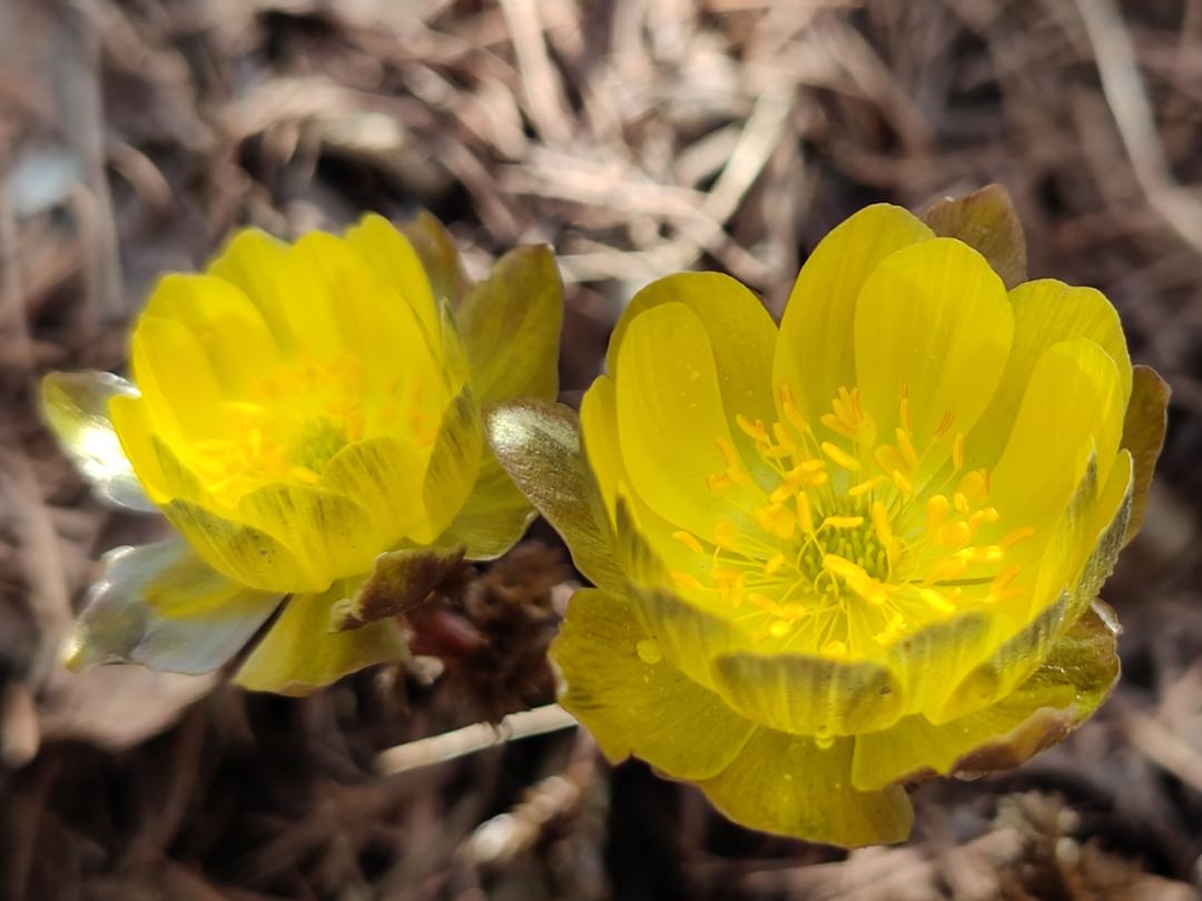 绝美！内含视频！辽宁的“东北雪莲”开了！