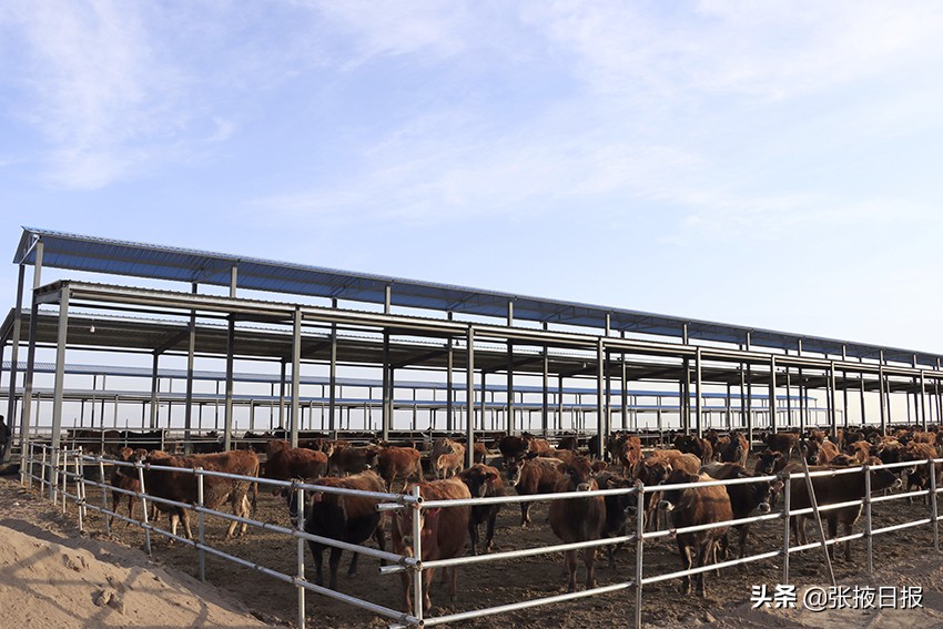 娟姗牛产的奶是最好的吗,娟姗牛奶甜吗