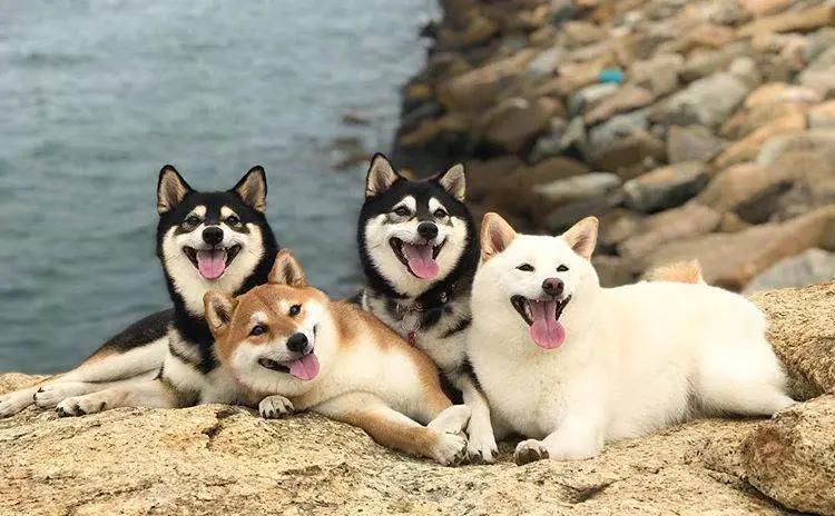 给狗子挣狗粮,给狗赚钱买狗粮