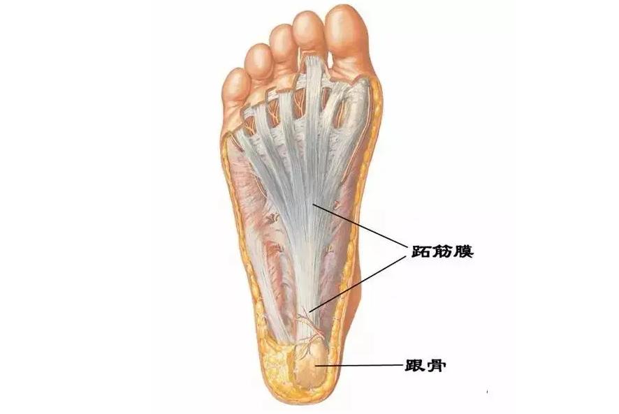 跑步脚痛要不要休息,跑步脚后跟不舒服怎么办