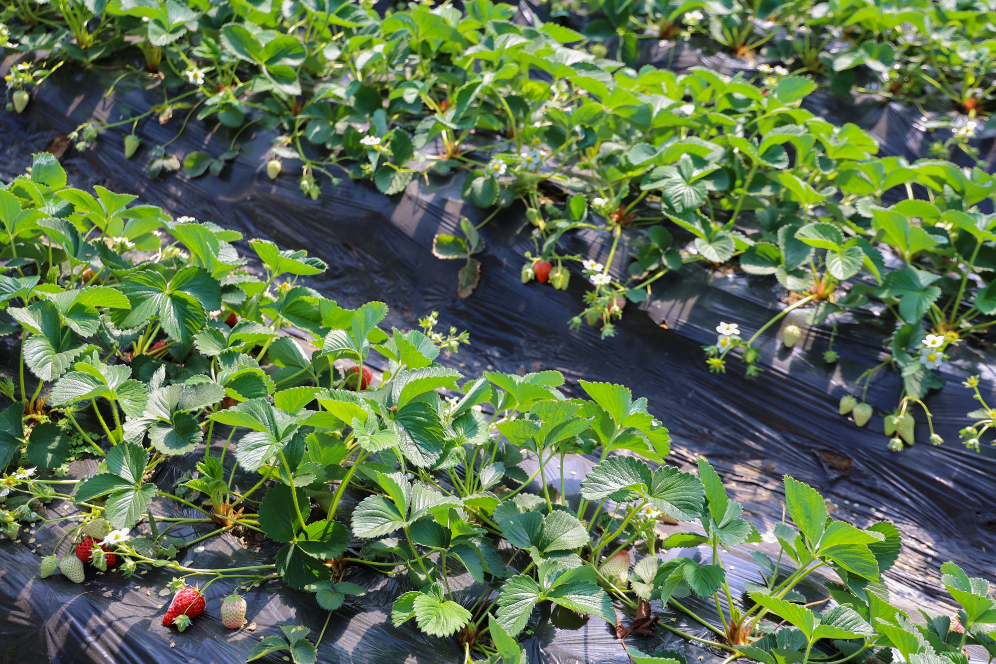 “云”上摄影展丨《徐村*光春**美人勤春来早》