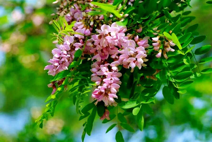 写槐花美的诗句,描写槐花清新淡雅香气四溢的诗句