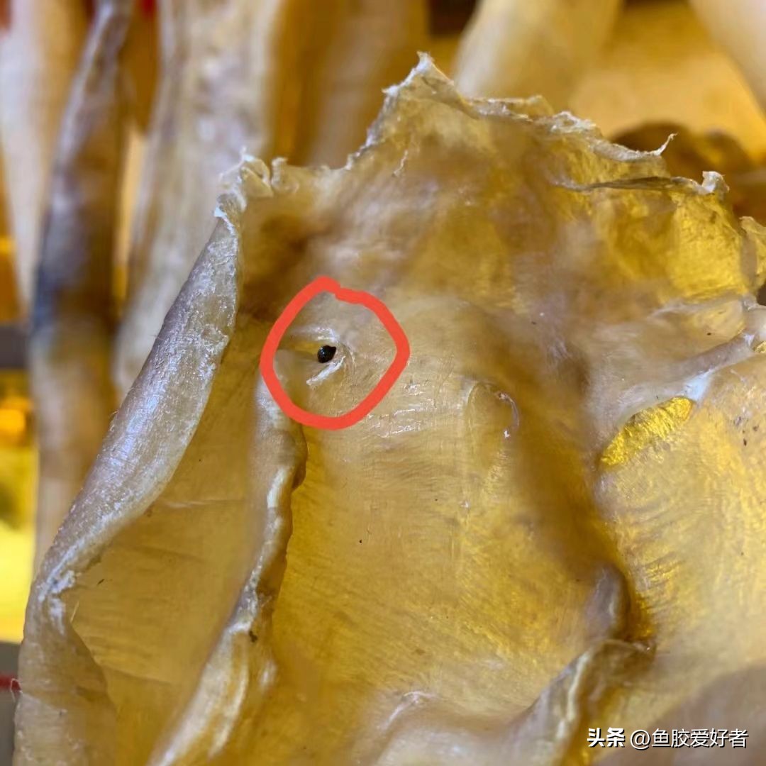 鱼胶长虫的原因,鱼胶长菌了怎么办