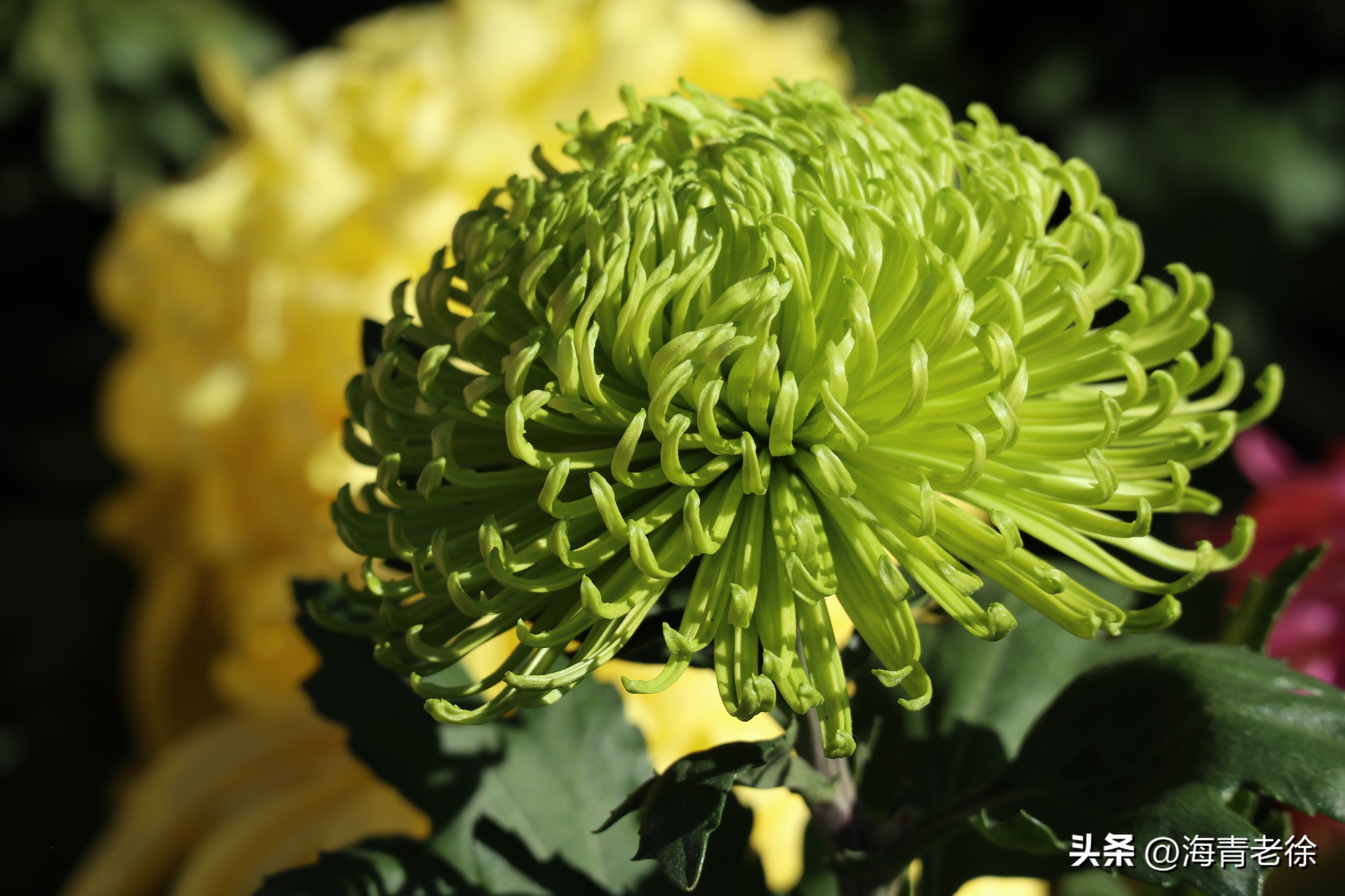 描写菊花凌霜绽妍的诗句,中国十大名花梅花图