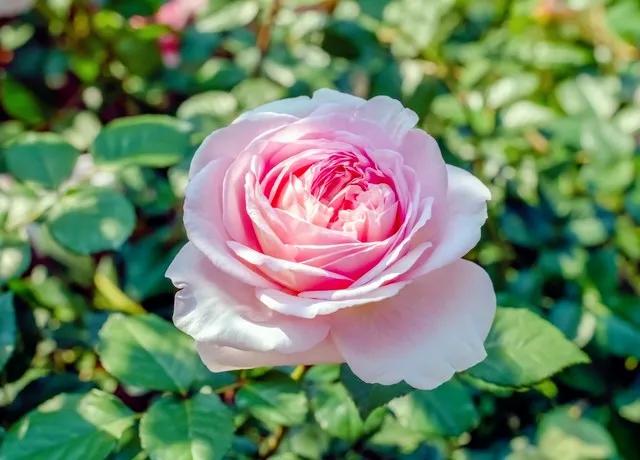 我爱月季花完整版,我爱月季花300字作文