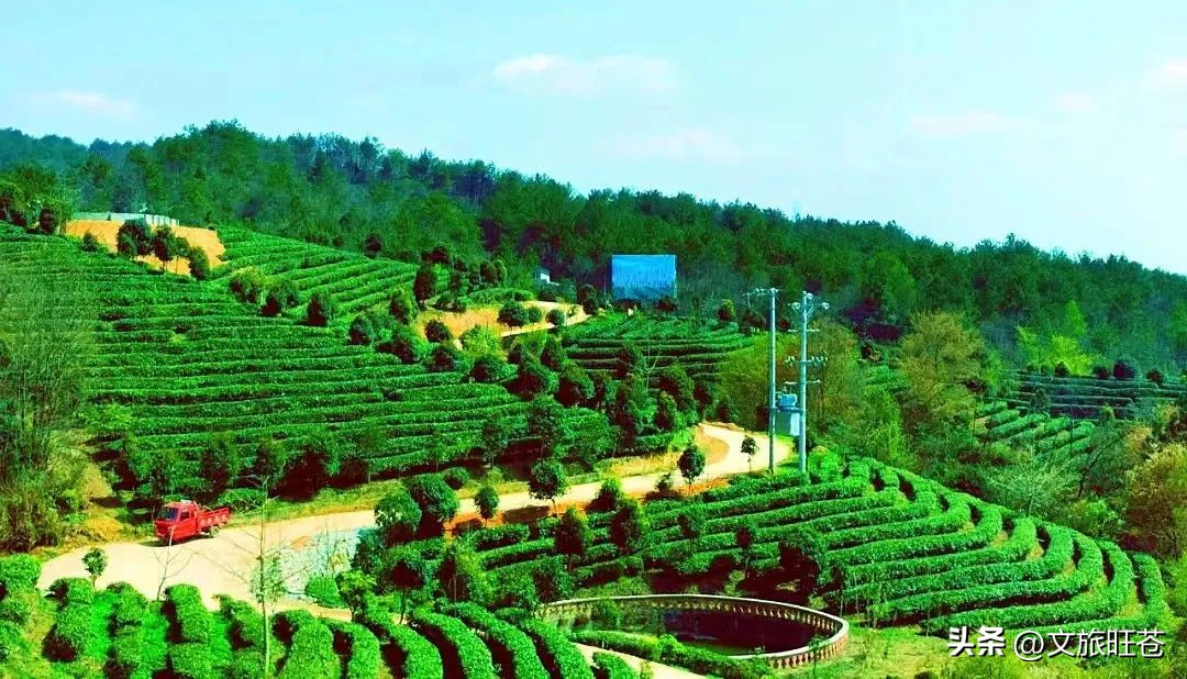 旺苍六大茶乡,个个香飘万里!看看你最熟悉哪几个?