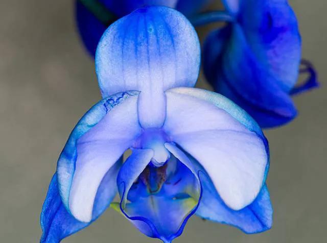 矮种兰花图片欣赏,写意兰花作品欣赏