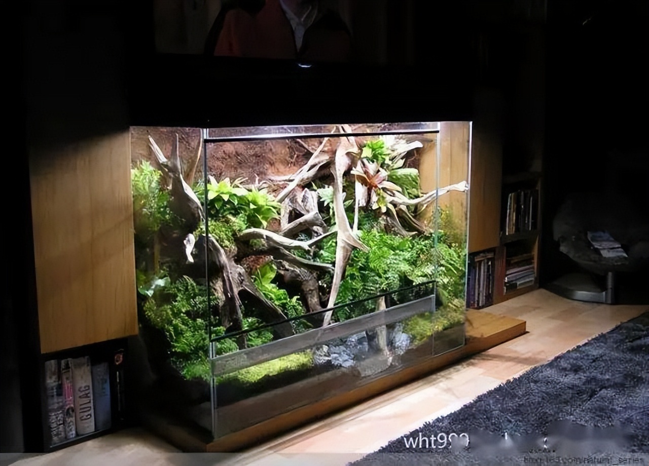 雨林缸超小,雨林缸电视柜