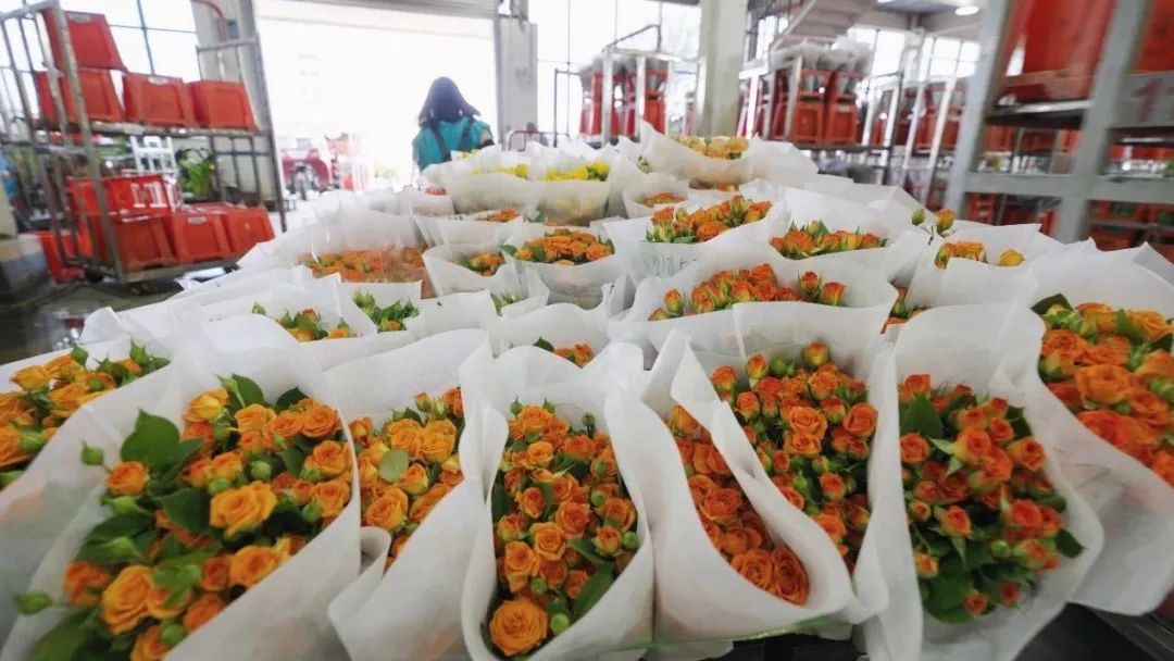 云花大结局云花和谁在一起了,斗南云花