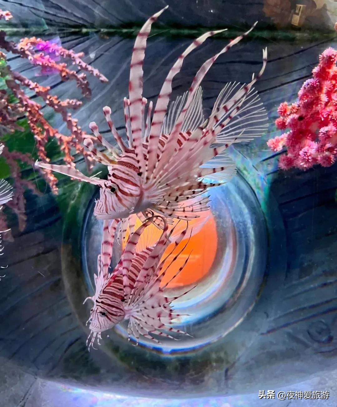 长风海洋世界和水族馆哪个好玩,上海长风海洋水族馆