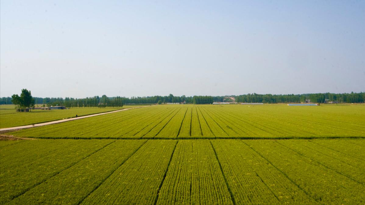 如何把农产品卖给市场,台湾农产品卖给日本