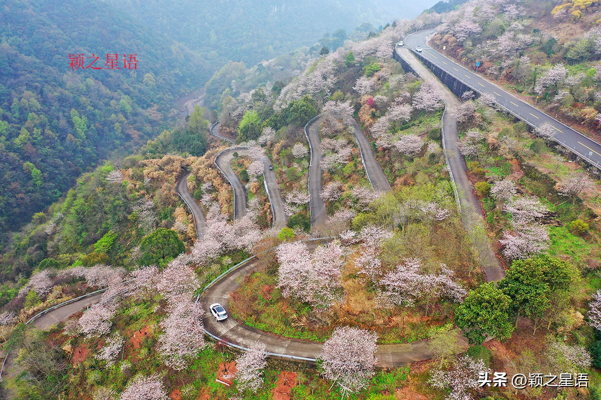 3月份看樱花去哪里看最好,三月中旬最值得去欣赏的樱花最美