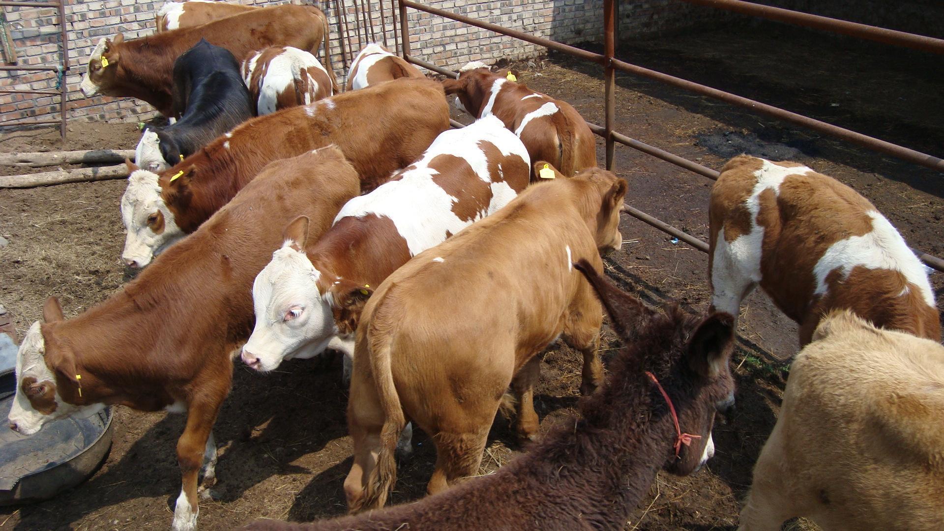 如何通过采食时间看牛有没有吃饱,养牛吃草多久能吃饱
