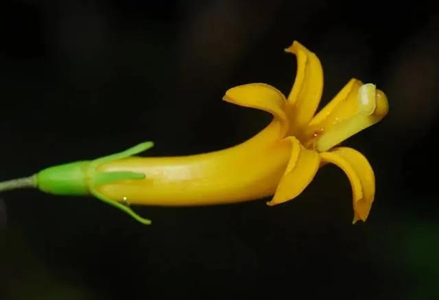 罕见漂亮的鲜花,全球最漂亮的鲜花