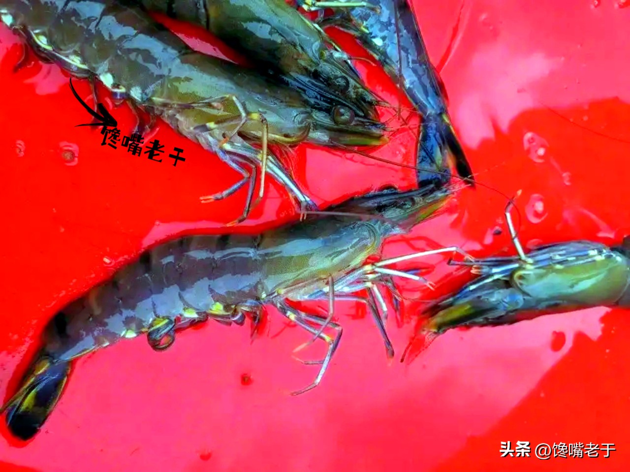 购买虾的正确方法和技巧,买虾要牢记这几点