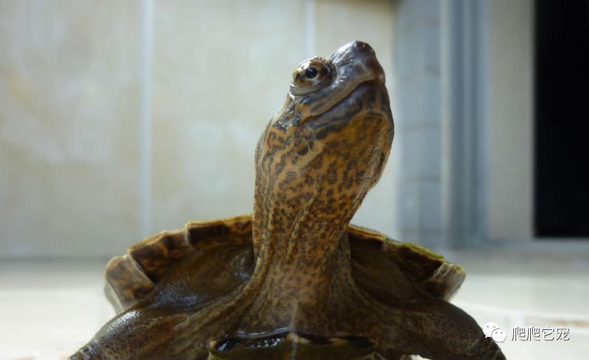 新手最适合养的几种龟,哪种龟最好养价格高