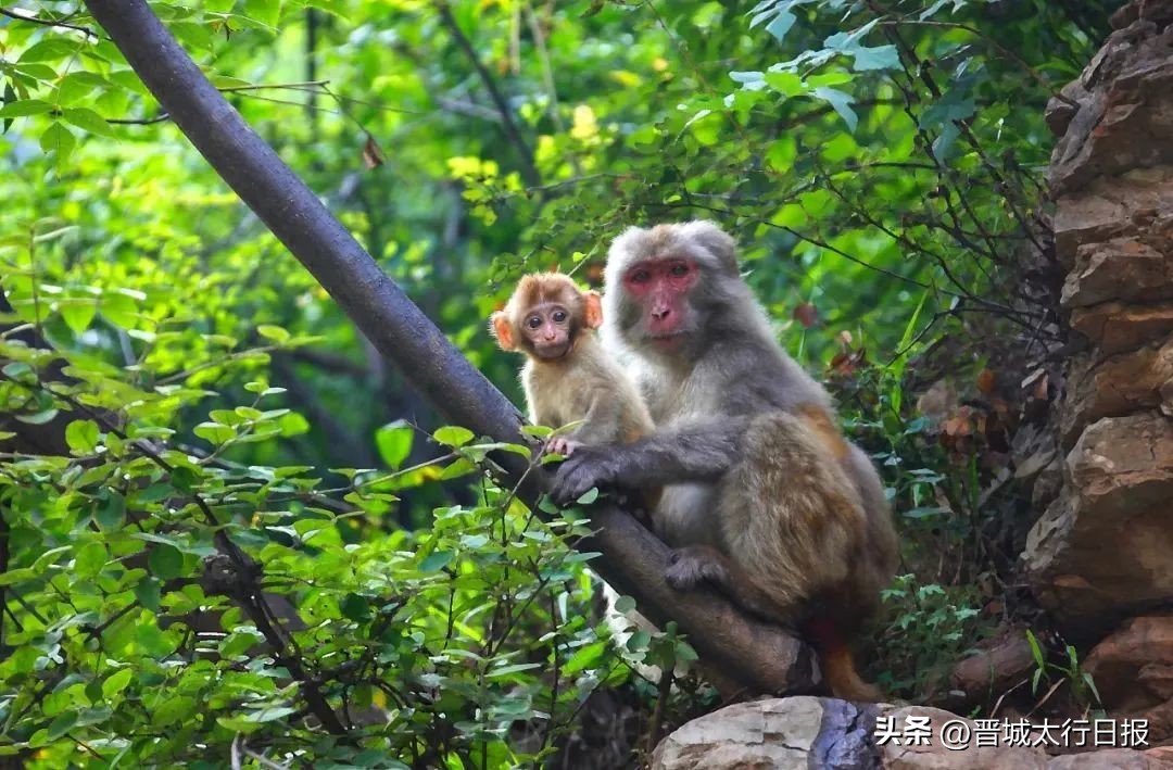 【晋城】康养皇城,养眼、养生、更养心!