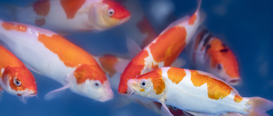 四六级英语什么时候可以查分,全国英语四六级几点开始查分