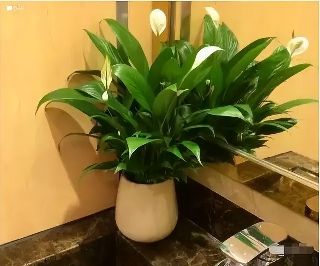 卫生间可养“6种花”，耐阴好养，吸收水分杀毒灭菌，干净清爽