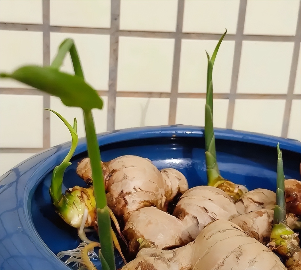 家庭种姜的正确方法和步骤,姜怎么种小技巧