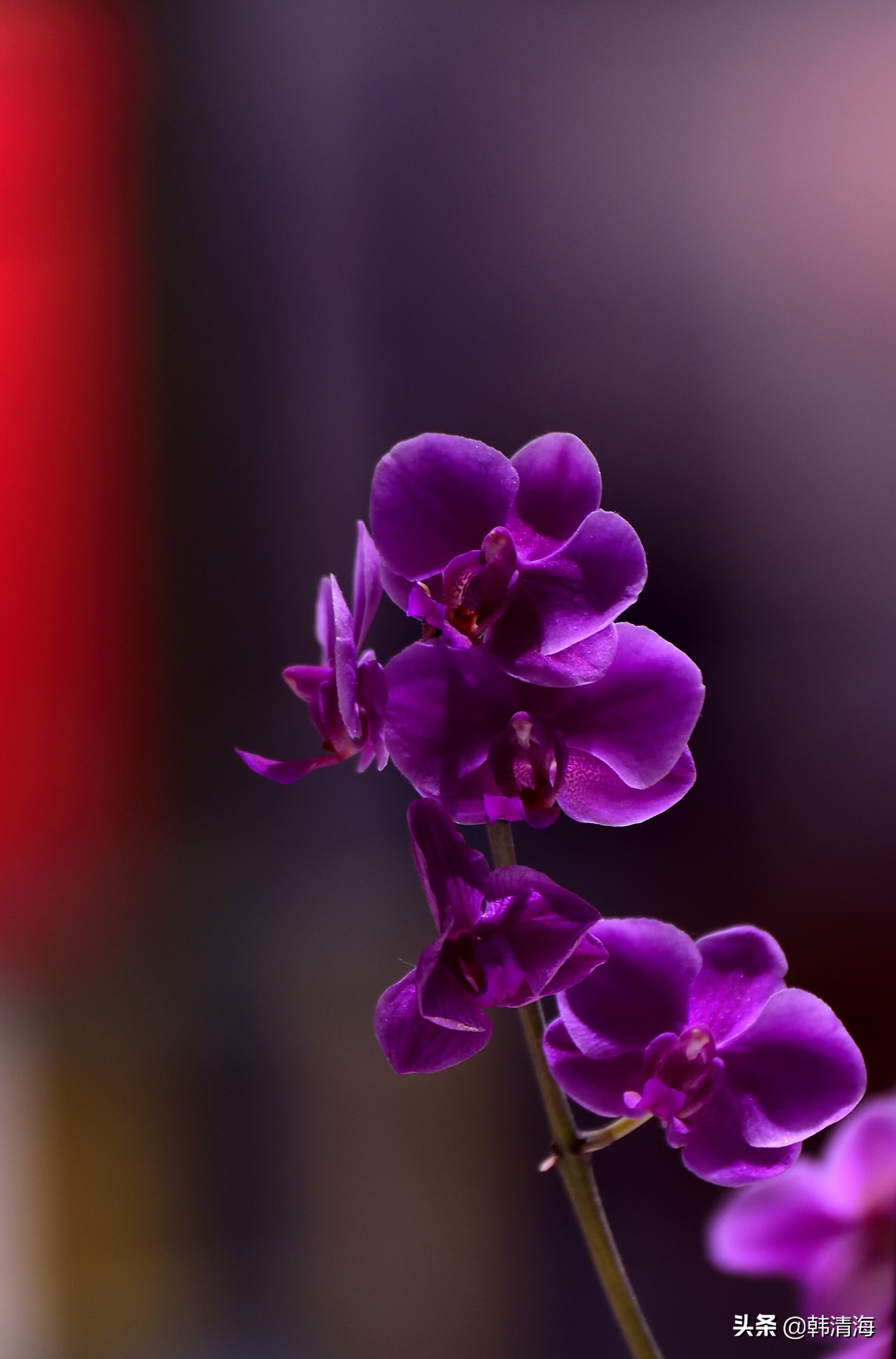 花香满屋真假自辩