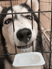 哈士奇西伯利亚雪橇犬,纯种西伯利亚雪橇犬哈士奇