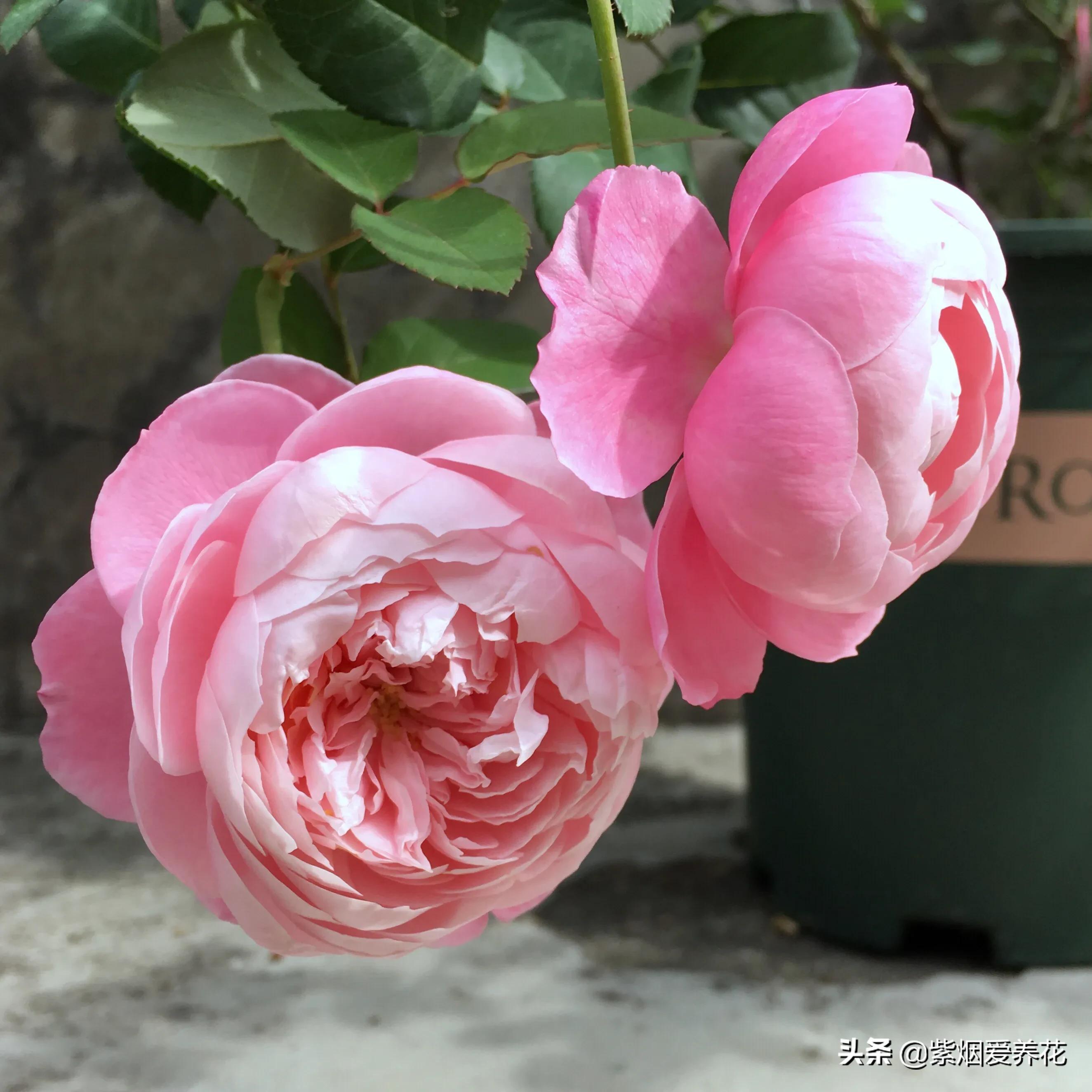 哪些月季仙气十足,又美又香的月季品种