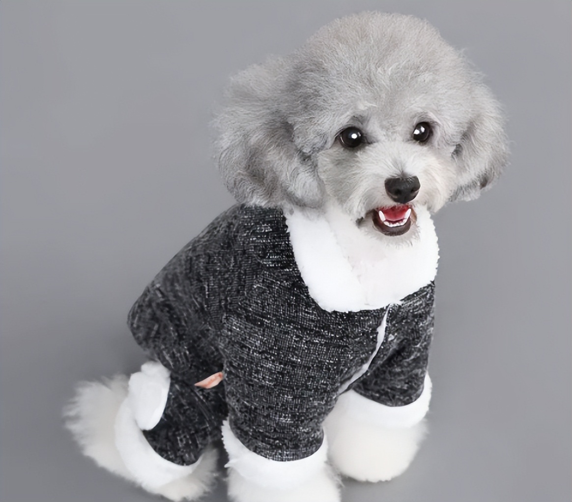 狗狗软骨病吃啥,狗狗有软骨病吗