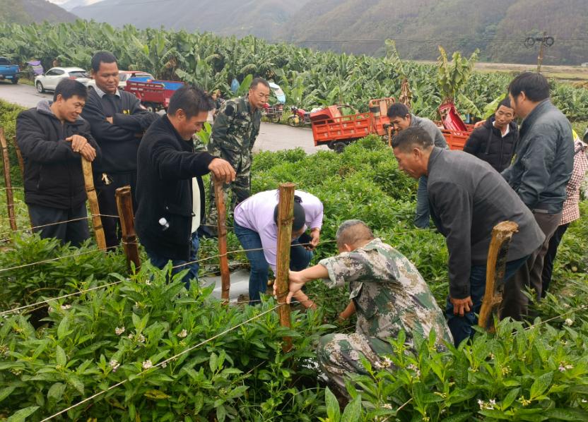 者米：万亩“金果果”铺就拉祜山乡致富路