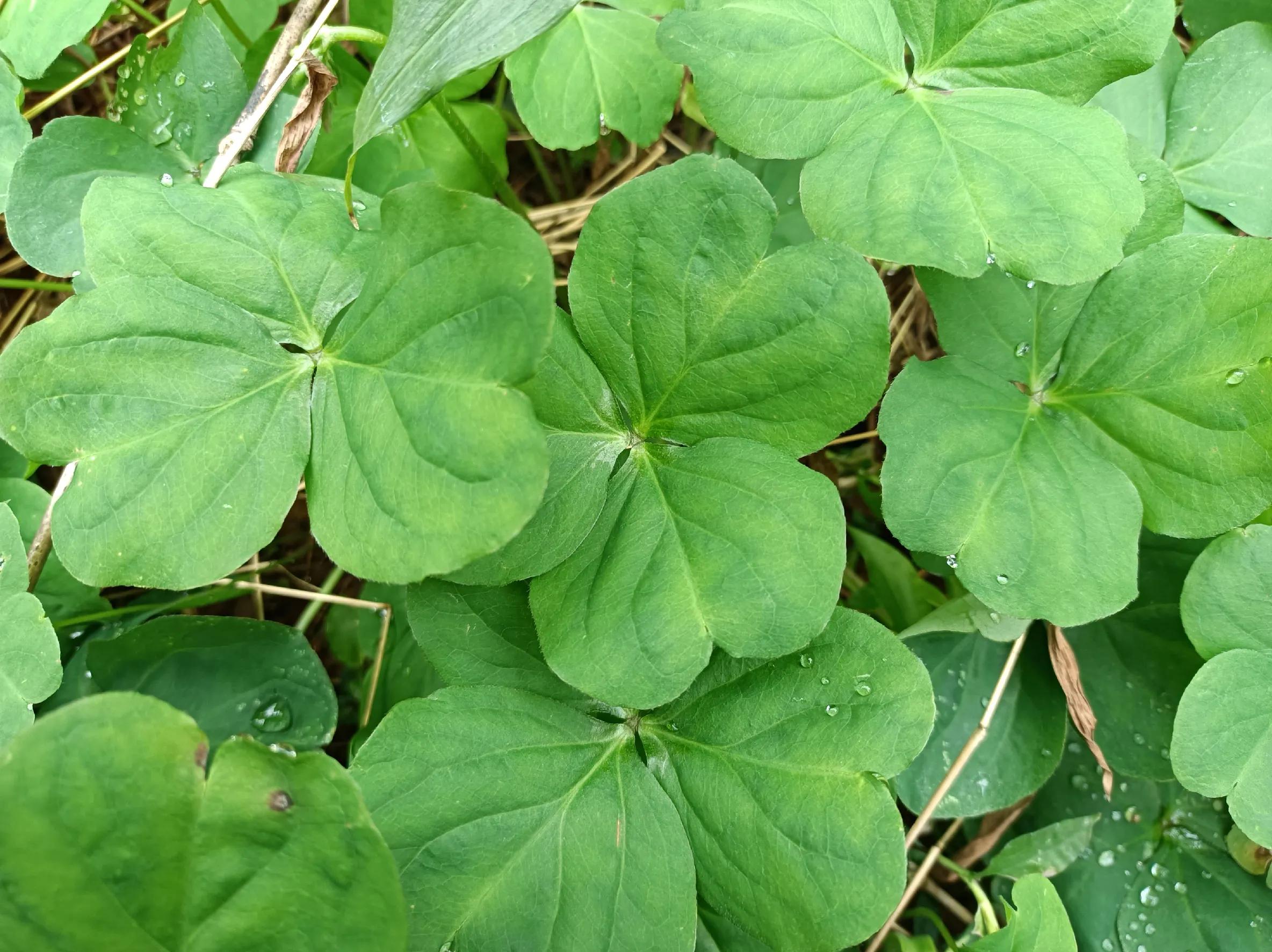 立春以后这种野菜要多吃,立春后的野菜大全