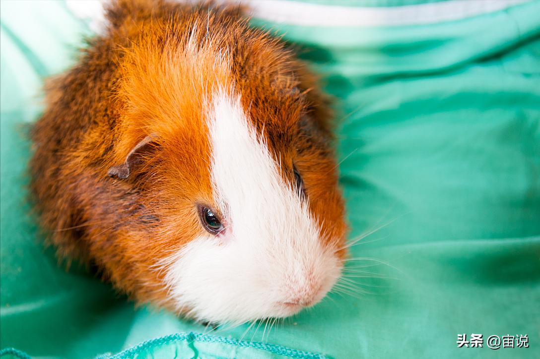 豚鼠的养殖前景,豚鼠的生活习性和生存环境