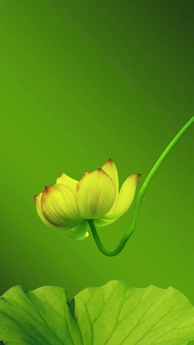 漂亮美丽的荷花壁纸,雨中荷花壁纸荣盛城