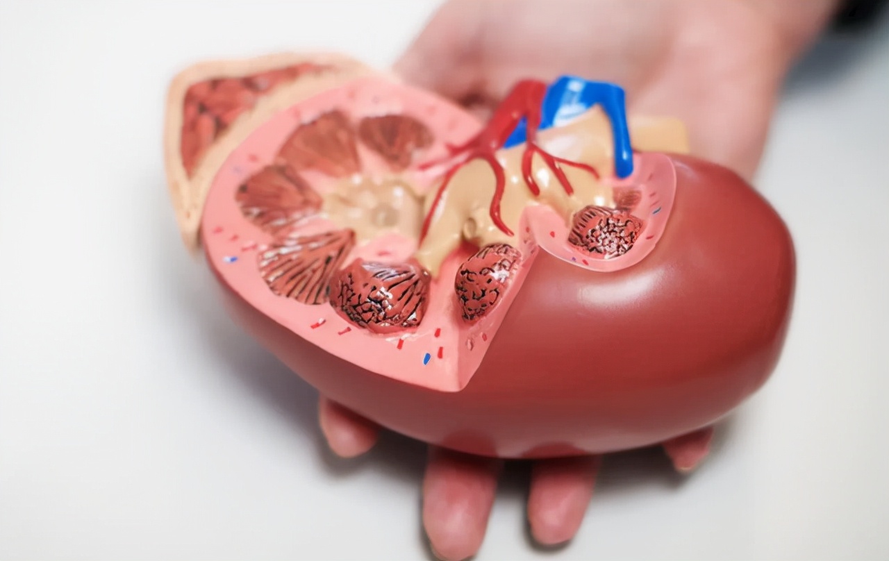 高血压天敌,高血压的天敌决明子