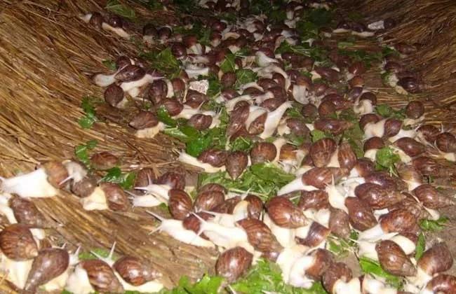 中华白玉蜗牛和非洲白玉,南湖区中华白玉蜗牛