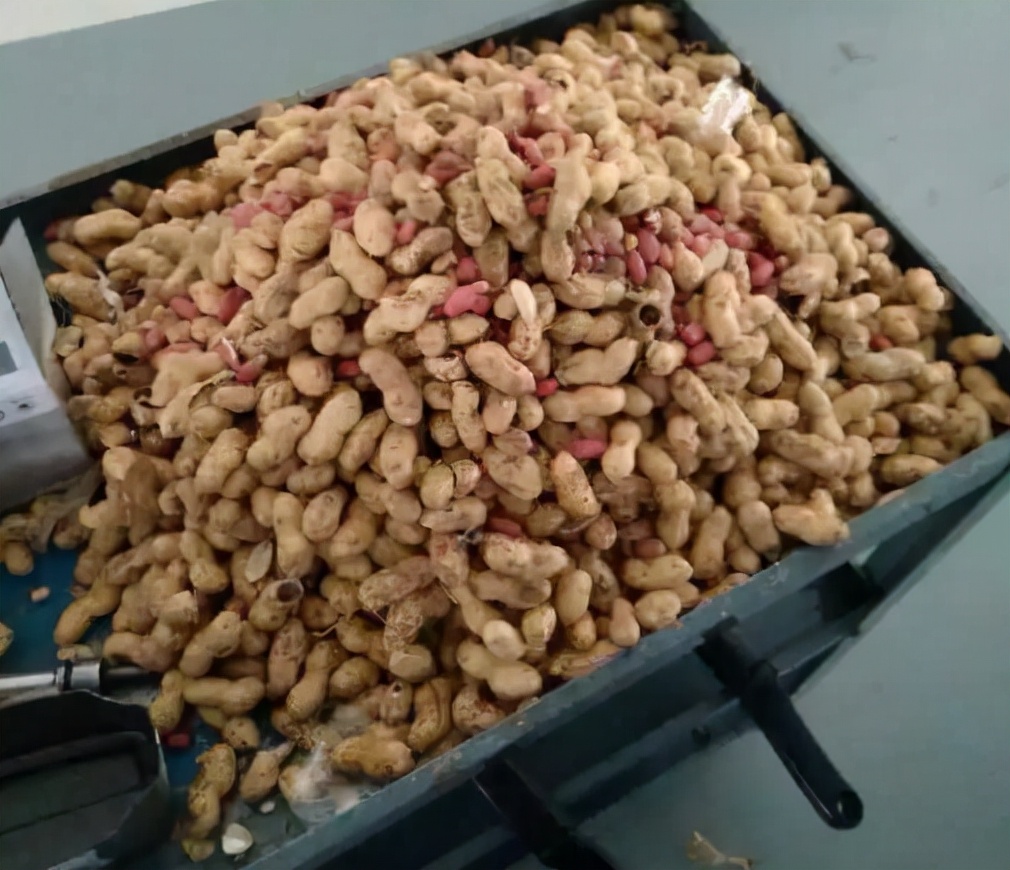 田鼠存在洞里的粮食为什么不发芽,田鼠窝里的粮食为什么不发芽