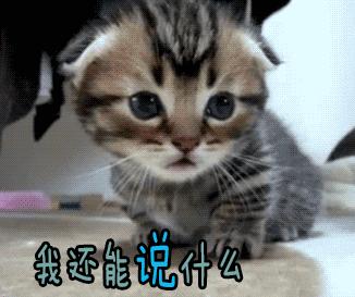 猫粑粑有点软有点臭说明什么,猫的臭粑粑如何处理