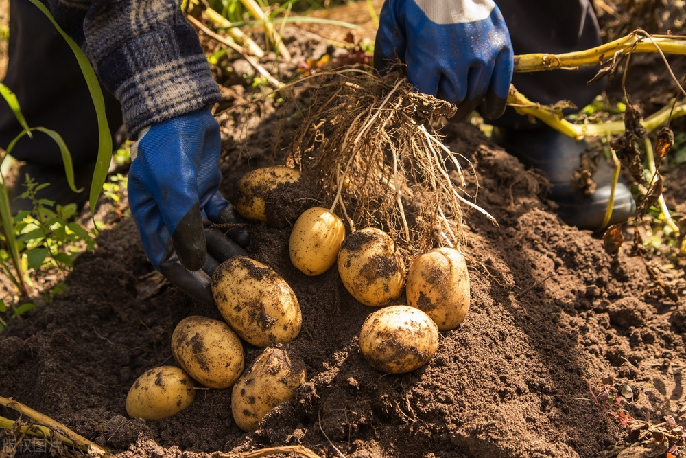 土豆怎么种植才能高产呢教程,土豆种植技术和培土方法