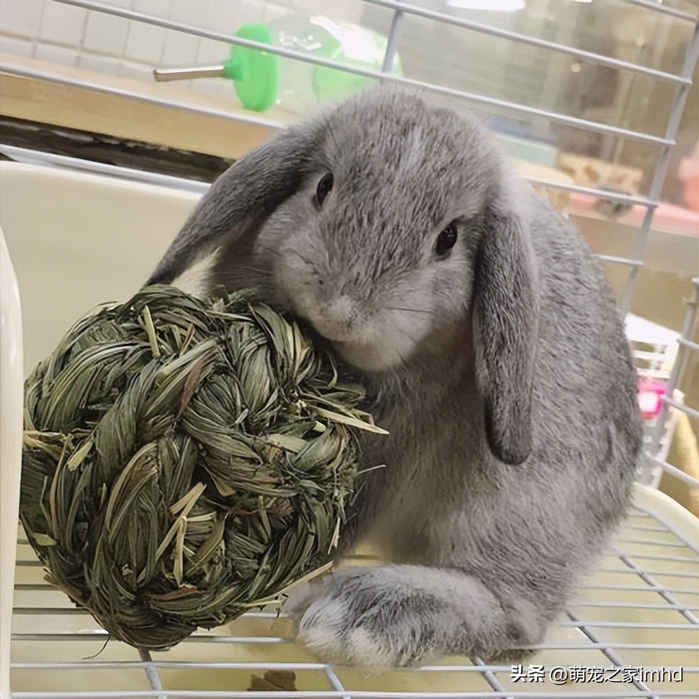 荷兰垂耳兔长大后多大,荷兰垂耳兔怕人吗