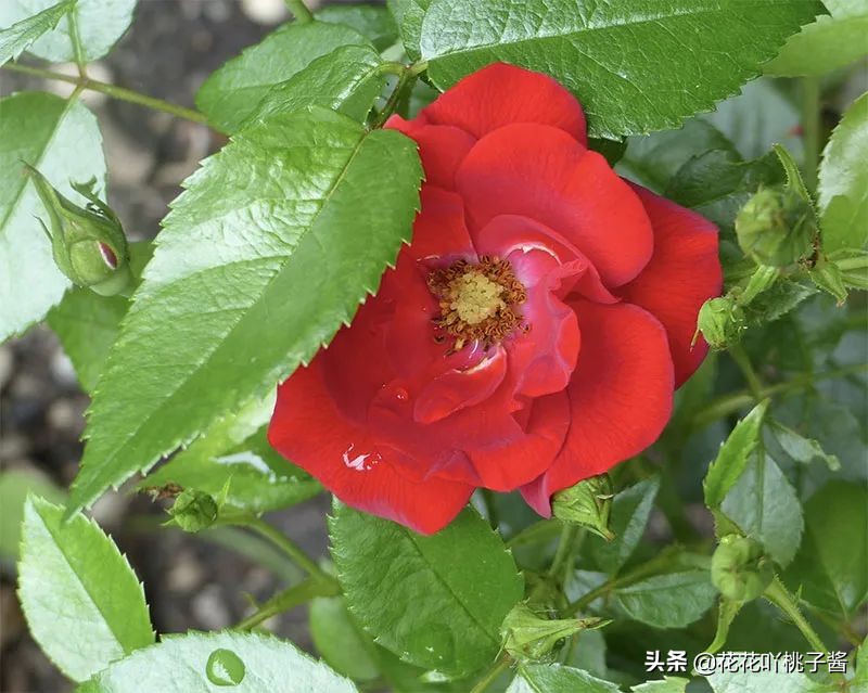 2019月季新品种金奖,超新品月季有哪些品种