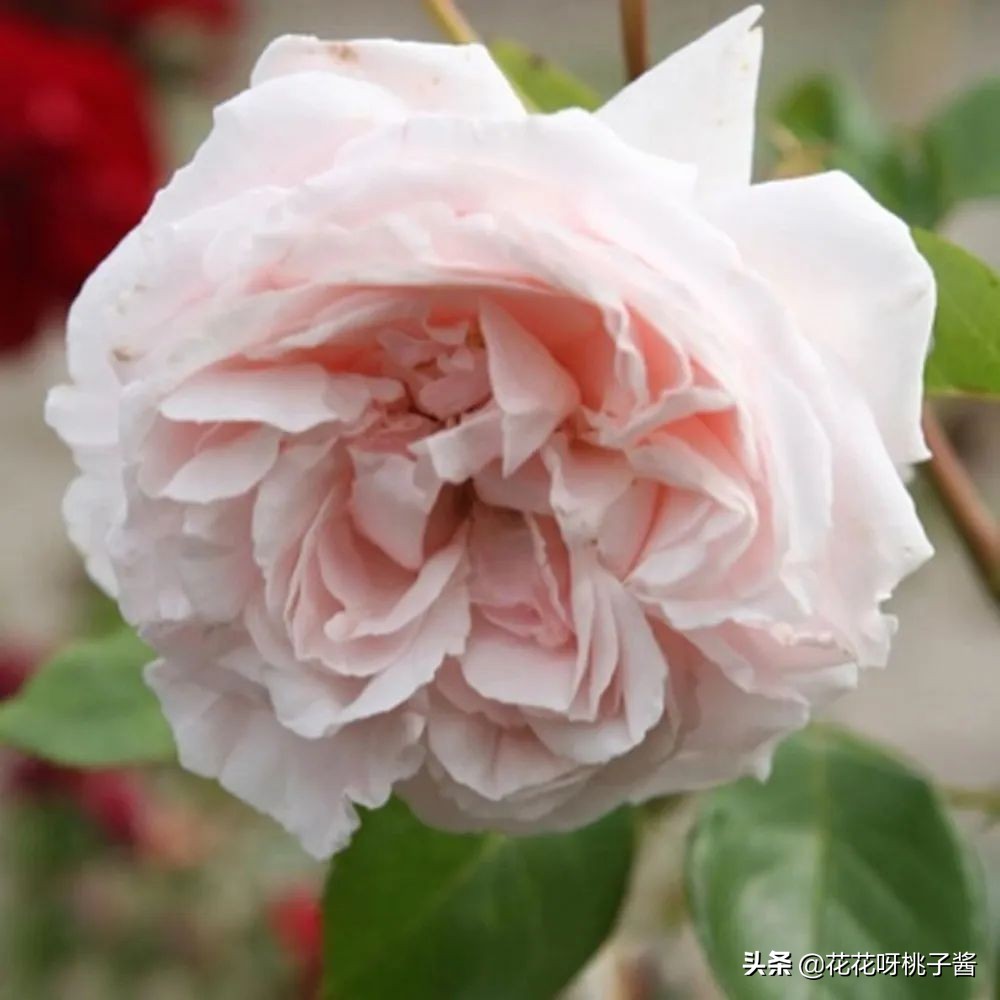 花期特别短暂开放好看的粉色月季,粉色可爱融化你的少女心月季